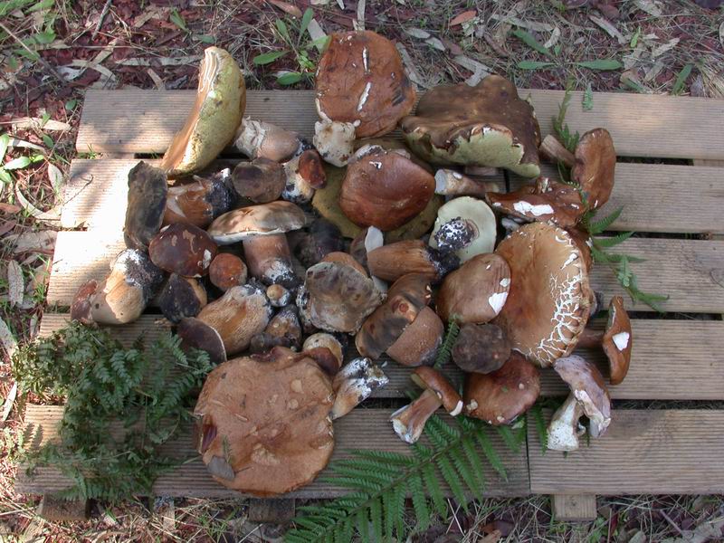 Escursione autunnale in Corsica